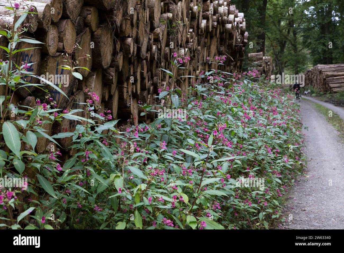 Indisches Springkraut, Drüsiges Springkraut, an einem Waldweg, Impatiens glandulifera, Himalayan Balsam, Policeman`s Helmet, La Balsamine de l'Himalay Stock Photo